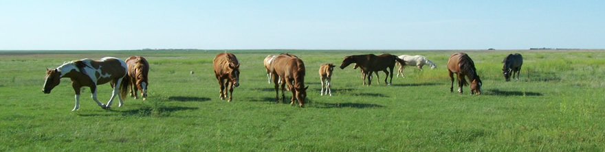 Mares on pasture