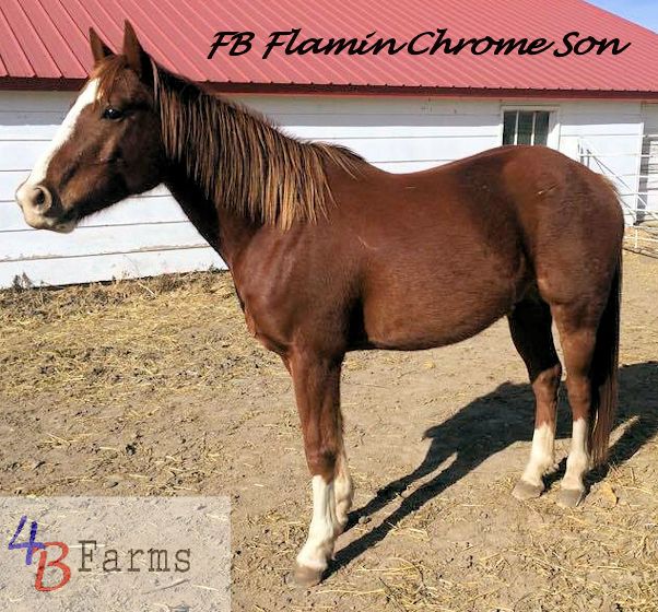 Horse Sale Barn - 4B Farms Grinnell, KS