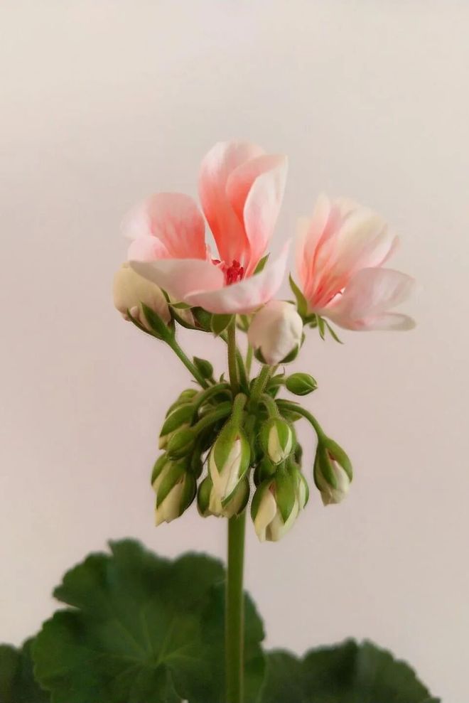 被抢空的牌子这次居然100+就能拥有AG真人平台真爱大牌返场 一上线就(图37) 被抢空的牌子这次居然100+就能拥有AG真人平台真爱大牌返场 一上线就(图37)